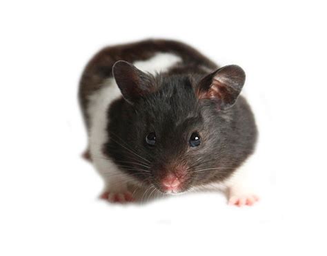 When you have a hamster as a pet, then you need to be extra cautious and careful about them. Hamsters' Wild Habitat | About Hamsters | Hamsters | Guide ...