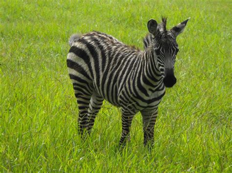 Cute Baby Zebra Stock Photos And Pictures For Facebook Funnyexpo