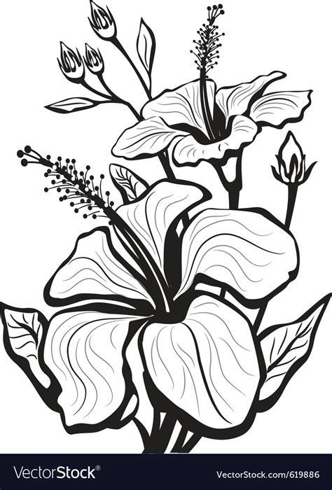 Sketch drawing of hibiscus flower handmade vector. Sketch of hibiscus flowers Royalty Free Vector Image