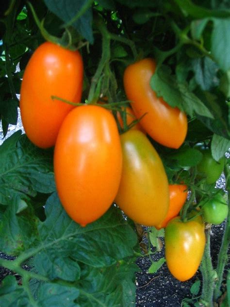 Orange Banana Tomato 10 Seeds Etsy