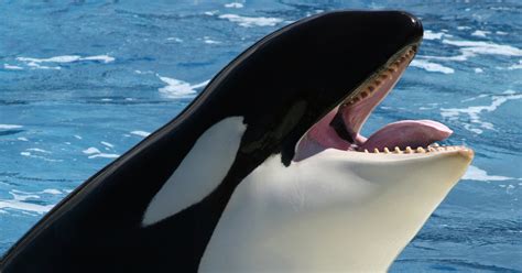 Meet Wikie The First Killer Whale Who Speaks And Counts Up To Three