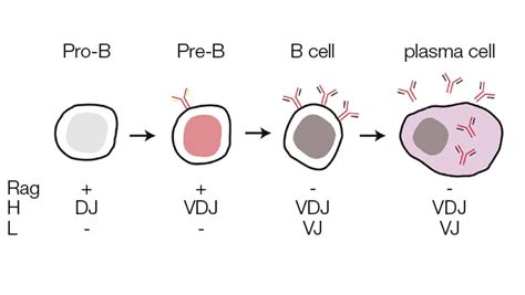 The Immune System Immunoglobulins And B Cell Development