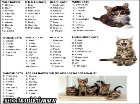 Cool Cat Names For Black Males