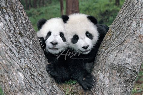 Panda Bear Panda Panda Love
