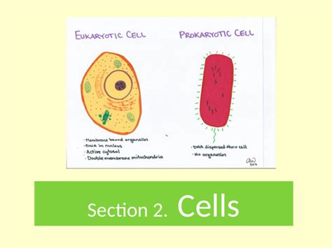 Gce Aqa Biology Cells Eukaryotic Cell Structure Teaching Resources