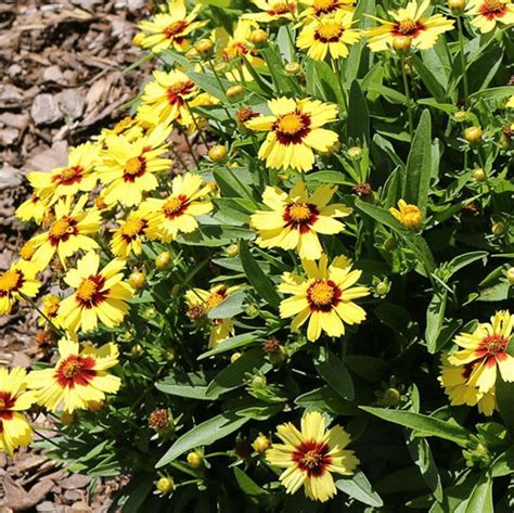 Top 10 Flowering Perennials That Bloom All Summer Green Thumb Link