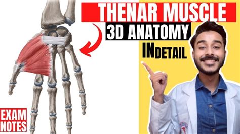 Thenar Muscle Anatomy 3d Thenar Eminence Anatomy 3d Muscle Of Hand