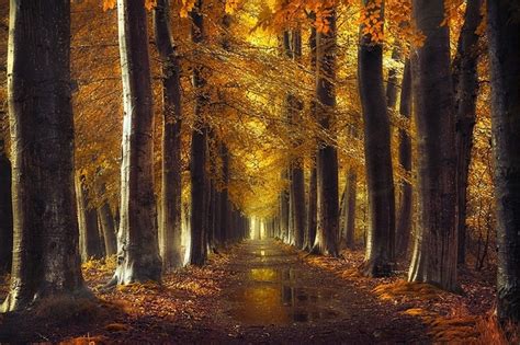 1153x768 Fall Gold Path Trees Forest Leaves Rain Water Nature