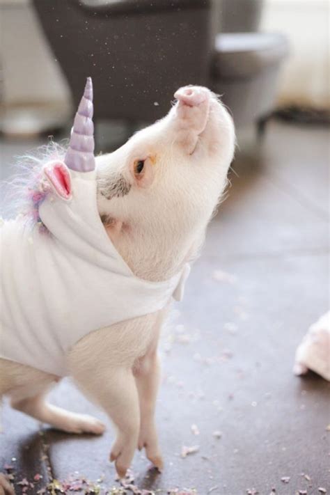 Its My Birthday So Heres A Pig Dressed As A Unicorn Cute Baby