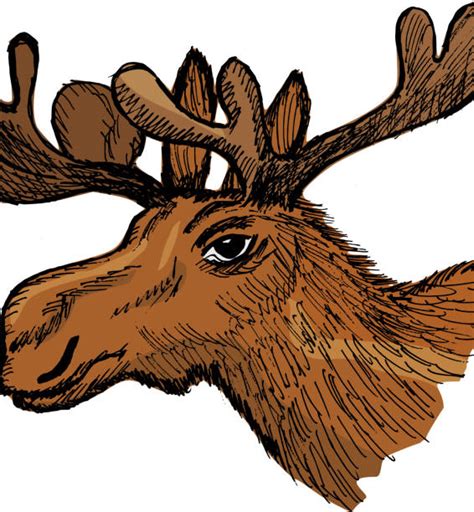 150 How To Draw A Moose Head Illustrations Royalty Free Vector