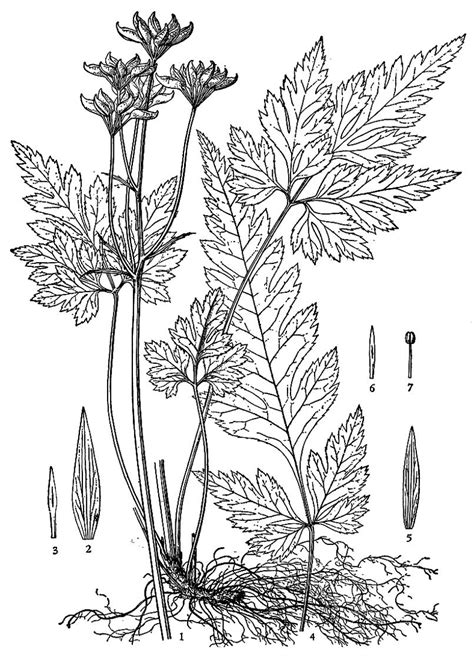 Free Downloadable Herbs Coloring Pages For Adults Judahtuatkinson
