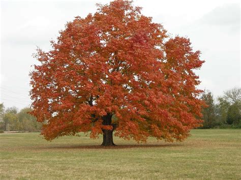 Plant It Wild Promoting Native Plant Use Deciduous Trees Red Maple