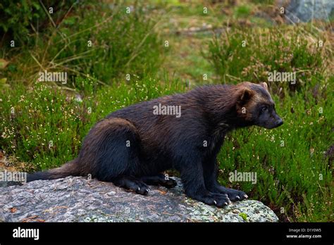 Wolverine Gulo Gulo Portrait On The Subarctic Tundra In Sweden
