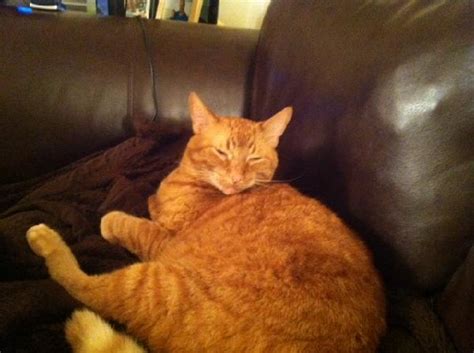 Are orange cats always male? Lost Cat - Large Orange Tabby Male - Livonia - Michigan ...
