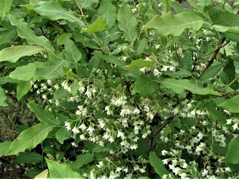 Arkansas Native Plants Shrubs Arkansas Native Plant Society