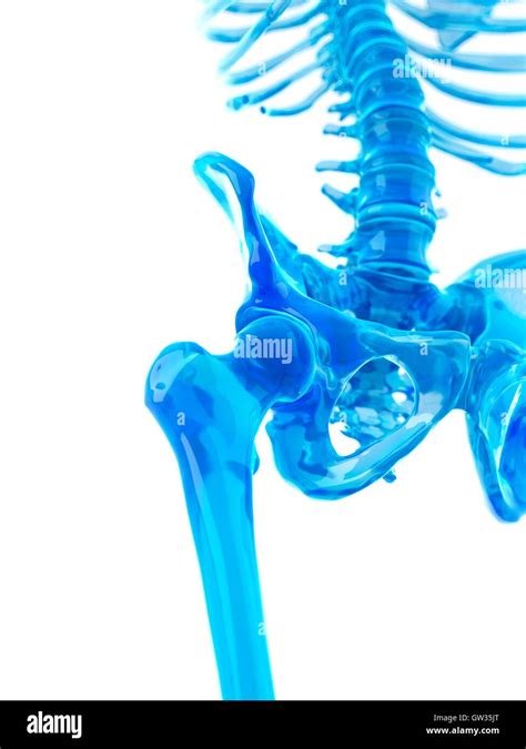 Human Hip Bones Illustration Stock Photo Alamy