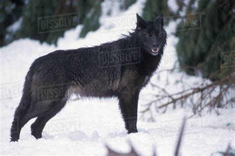 Gray Wolf Canis Lupus Female With A Black Coat In The Foothills Of