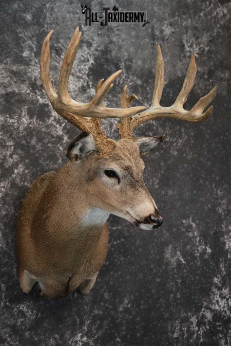 Whitetail Deer Taxidermy Shoulder Mount For Sale Sku 1773 All Taxidermy