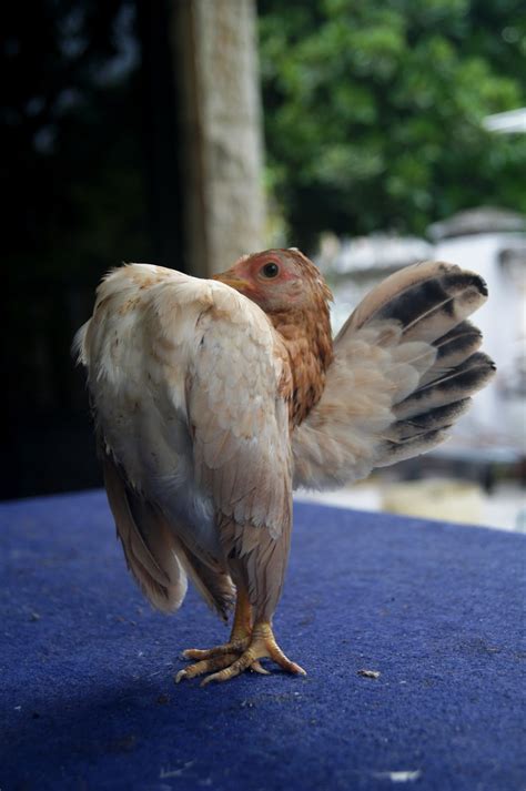Jun 05, 2021 · bola sepak gergasi yang mengambil masa 150 jam untuk dibina. Laman Serama Parit Buntar ( Ayam Serama ): Sembang serama ...