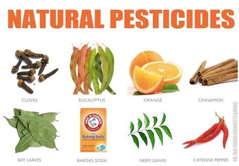 Natural Pesticides Via Natural Homesteading Natural Pesticides