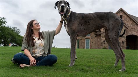 Worlds Tallest Dog Zeus Dies At Age 3 After Post Surgical Issues