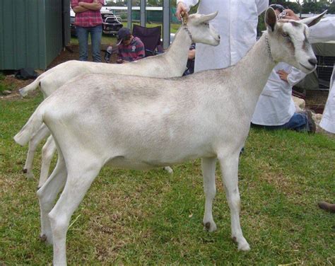 Sable Dairy Goat Society Of Australia Ltd