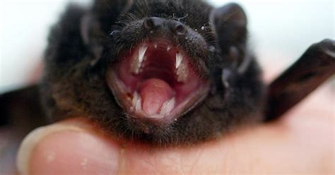 Rabid Bat Bites Child At Liberty Lake Park