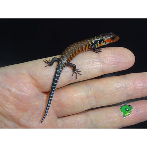 African Fire Skink Baby To Big Baby Strictly Reptiles Inc