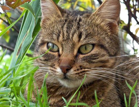 If your cat is spraying, there are a variety of ways to correct the issue. Why Does a Neutered Male Cat Still Spray? - Pets