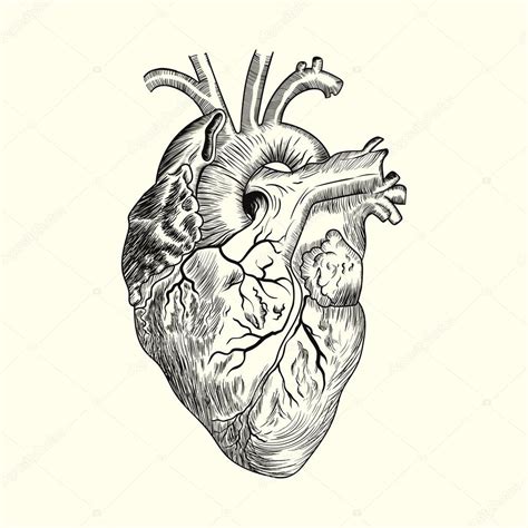 Bosquejo Del Corazón Humano Vector Gráfico Vectorial © Ipanki Imagen