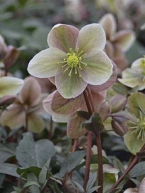Plant Winter Sunshine Hellebores For Strong Early Bloom Horticulture