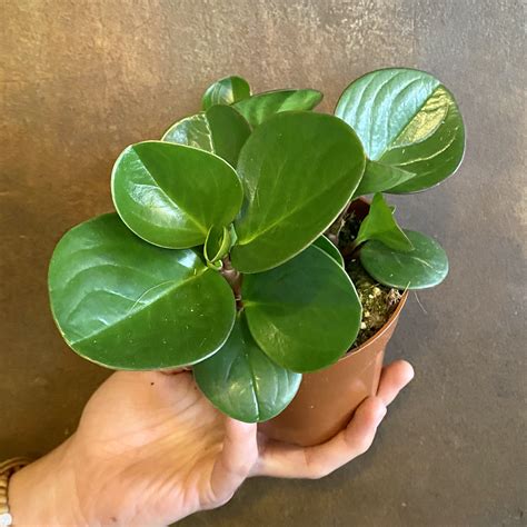 Maybe you would like to learn more about one of these? Peperomia 'Obtipan' - grow urban.