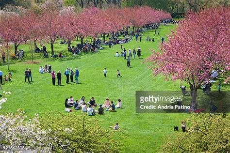 Brooklyn Botanical Garden Cherry Blossom Festival 2024 Calendar Isis