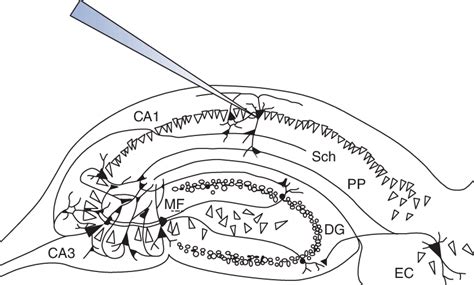 6 The Trisynaptic Circuit Of The Hippocampus The Entorhinal Cortex