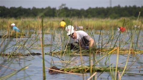 How Wetlands Can Protect Coastal Communities