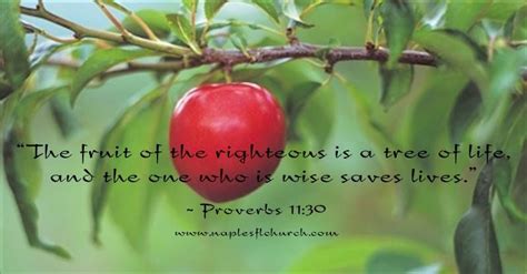 The Fruit Of The Righteous Is A Tree Of Life And The One Who Is Wise