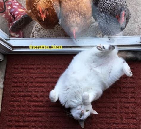 Cat Does Not Understand Why Chickens Are So Obsessed With Him We Love Cats And Kittens