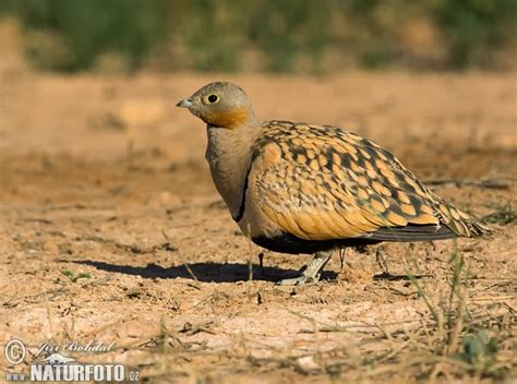 Photo Ka Sabse Bada Collection Black Bellied Sandgrouse Bird