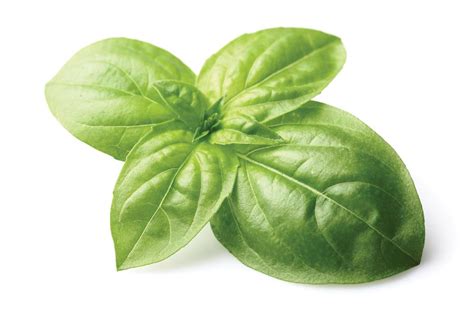 10 Must Have Spices For Every Kitchen Basil Yellow Scene Magazine