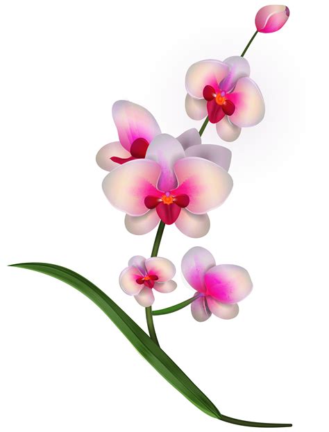Tanaman bunga adalah salah satu jenis makhluk hidup yang mempunyai bentuk yang cantik, dan juga sebagian diantaranya berbau sangat harum. Menakjubkan 21+ Bunga Anggrek Vektor Png - Gambar Bunga HD