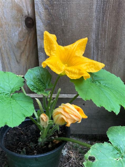 Potted Pumpkin Vine Care Can You Grow Pumpkins In Containers