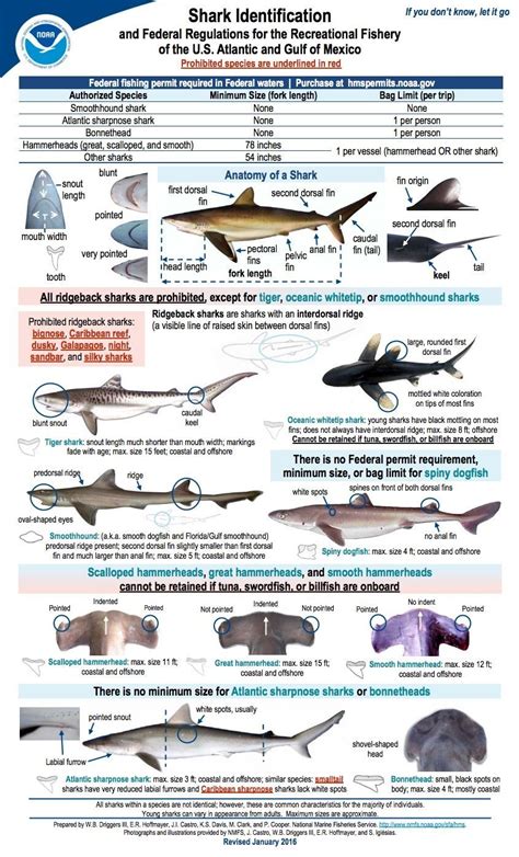 Shark Identification Chart For Recreational Shark Fishing Fishingtips