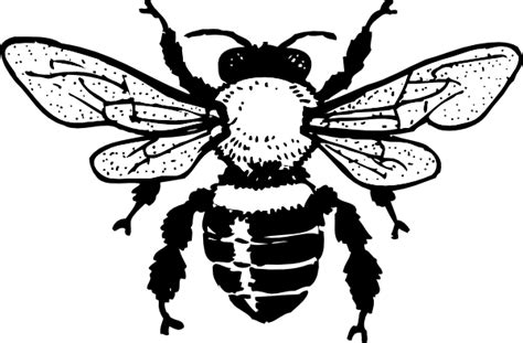 Queen Honey Bee Clip Art At Vector Clip Art Online Royalty