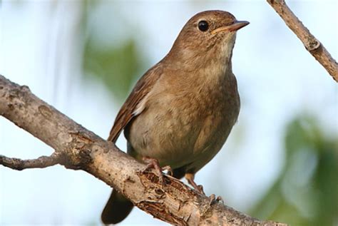 Untuk melihat detail lagu suara burung plamboyan jantan dan betina mp3 klik salah satu judul yang cocok, kemudian untuk link download suara burung flamboyan gacor mp3 | alcippe pyrrhoptera. Gambar Burung Flamboyan Jantan Dan Betina | Gambar Burung ...