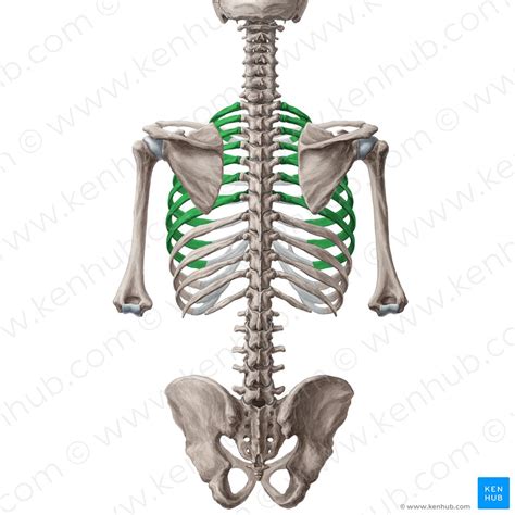 The anatomy of the hip and back is comprised of numerous parts that can be injured or wear out, and many problems that occur in this area can display the exact same symptoms or pathology. Thoracic cage: Anatomy and clinical notes | Kenhub
