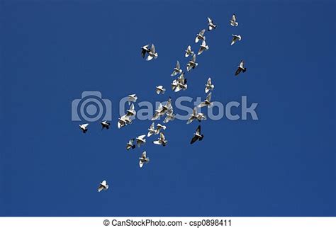 Flock Of White Doves Flying In Blue Sky Canstock