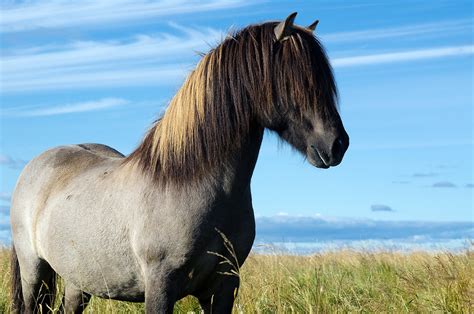 Half Wild Icelands Incredible Horses Modern Farmer