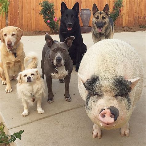 Pot Bellied Pig Happily Raised With 5 Dogs Thinks Hes Just Like His