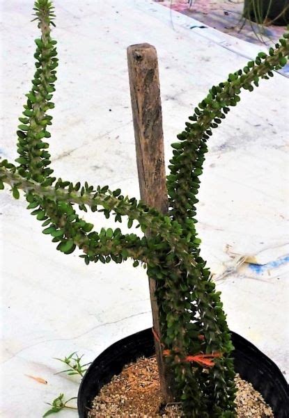 Unfortunately, christmas cacti are susceptible to spider mites and fungus. Alluaudia procera var. Short Spine | The Cactus King Rathburn