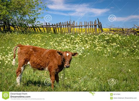 Red Cow Grazing In A Meadow Against The Old Wooden Fence Stock Image